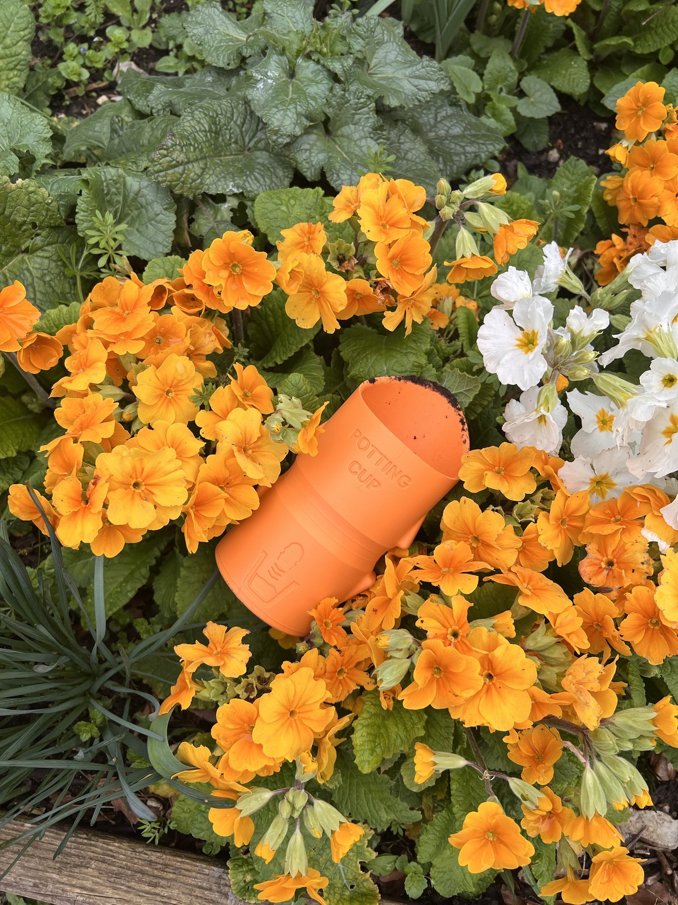 Potting Cup among orange primroses